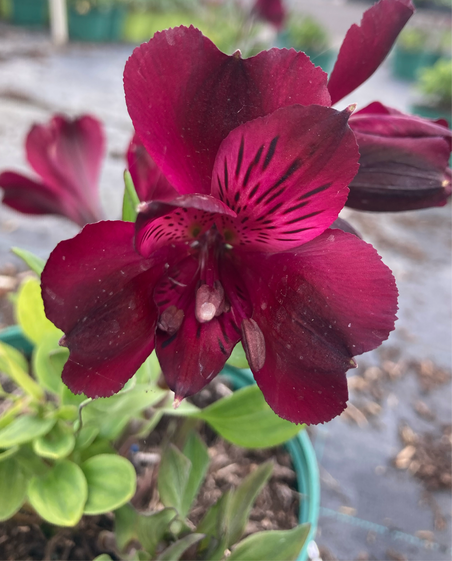 Alstroemeria Inticancha 'Dark Purple'