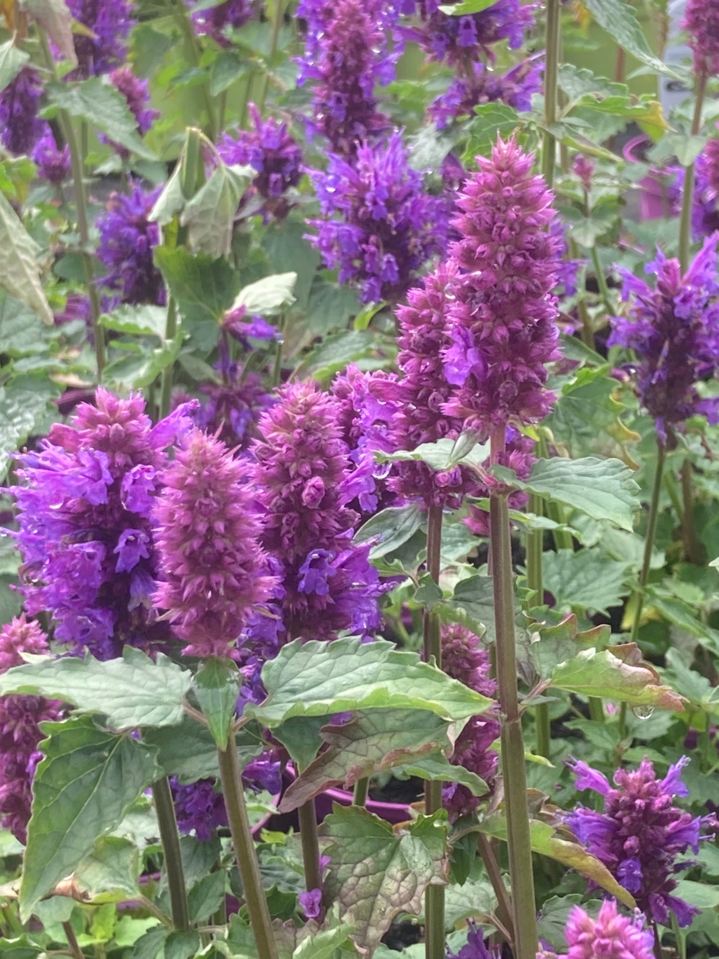 Agastache ‘Blue Boa’