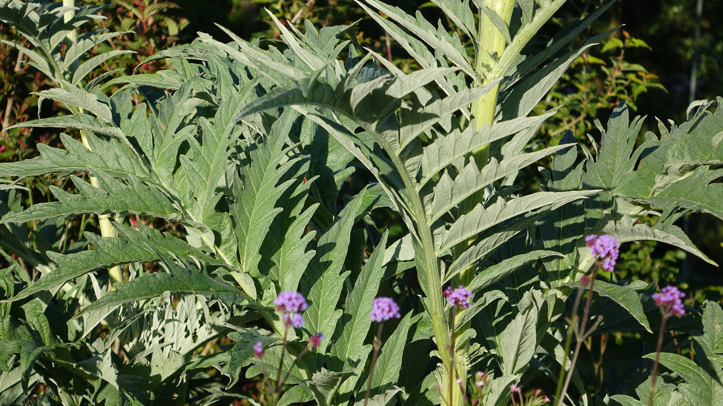 Cynara cardunculus