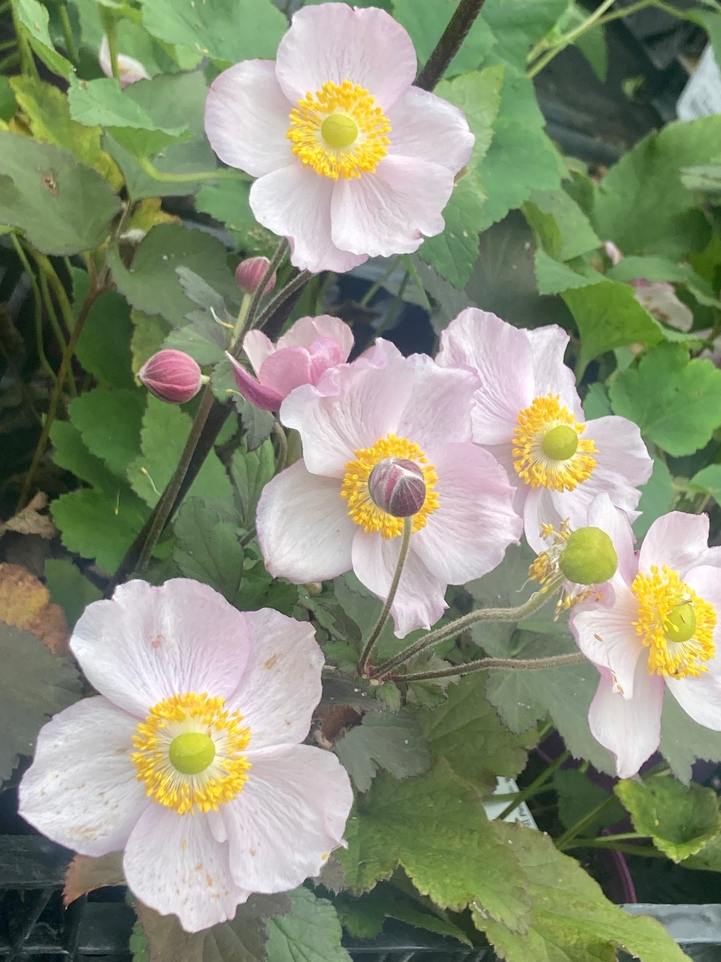 Anemone h. ‘September Charm’