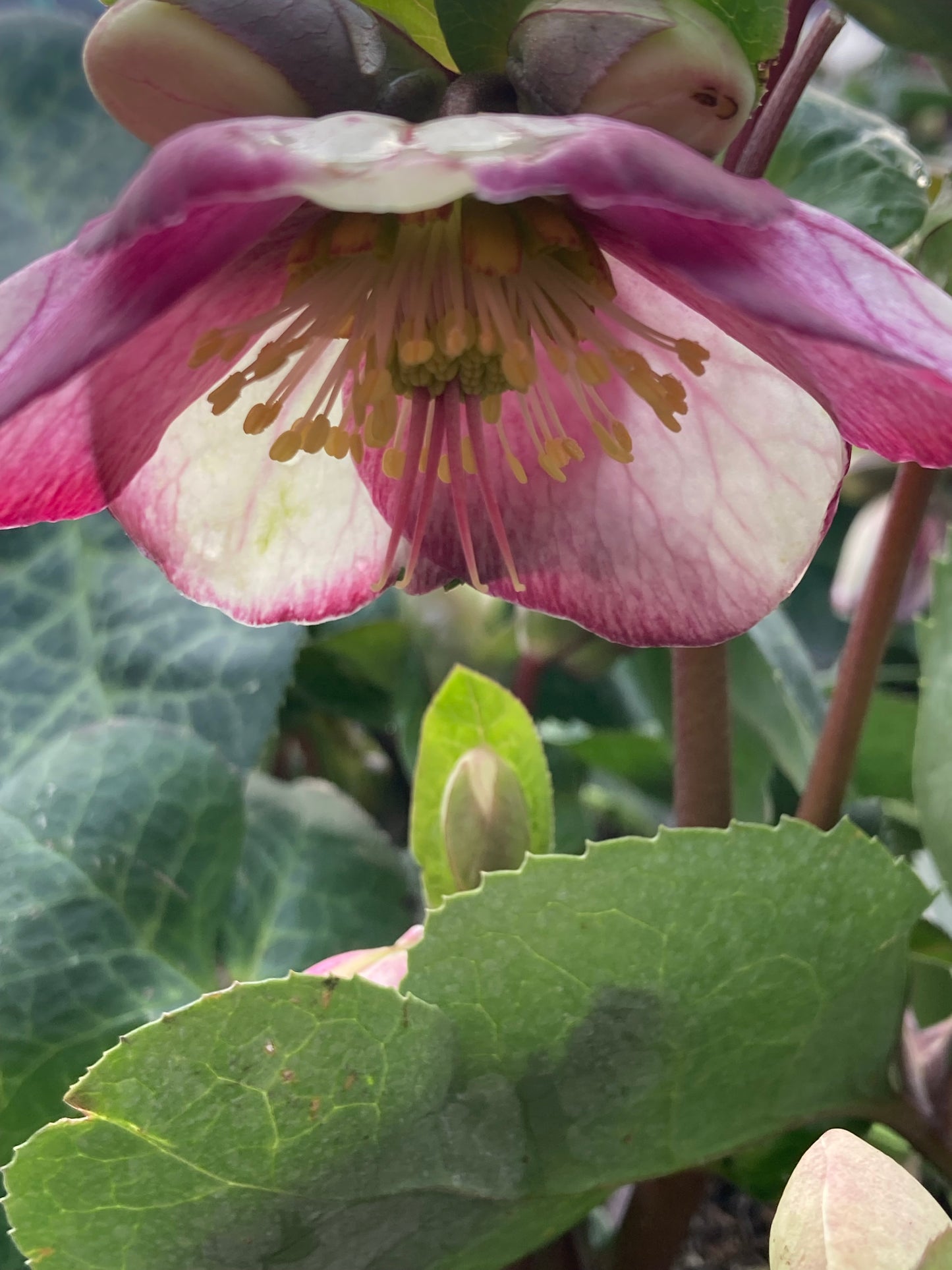 Helleborus Frostkiss ‘Glenda’s Gloss’