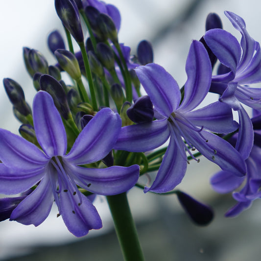 Agapanthus 'Northern Star'®