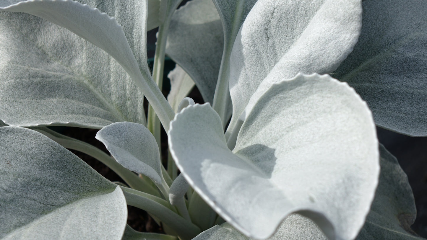 Senecio 'Angel Wings'