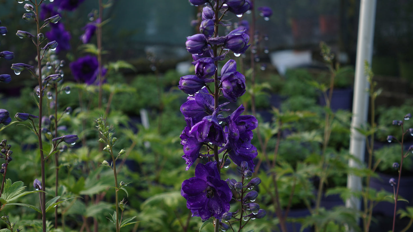 Delphinium 'Black Knight'