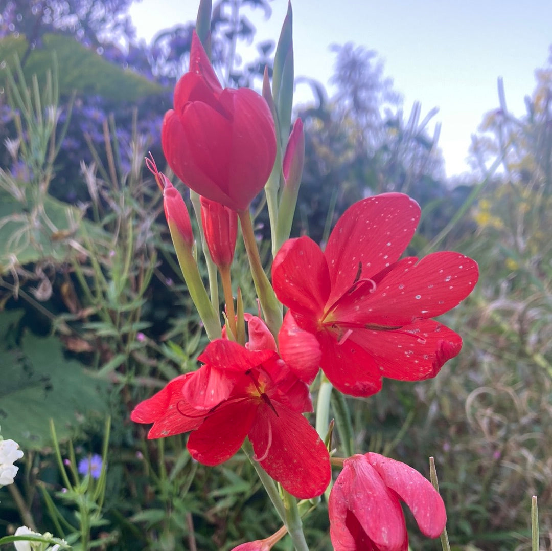 Schizostylis coccinea ‘Major’