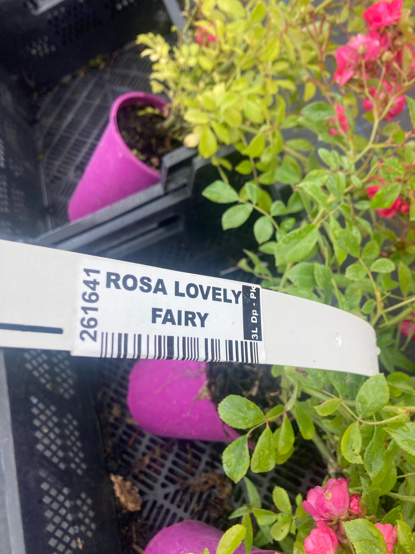 Rosa Lovely Fairy Groundcover Rose