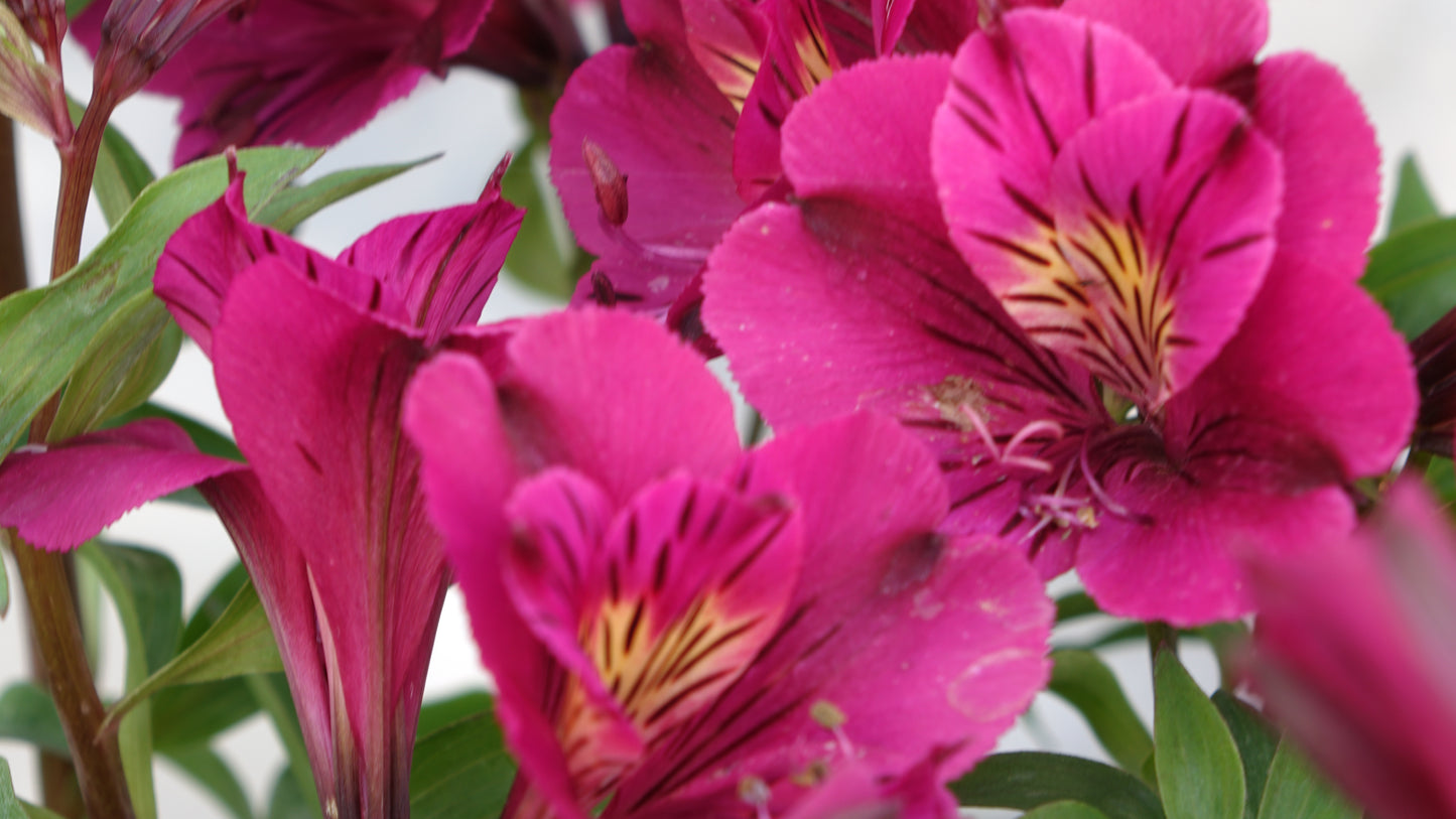 Alstroemeria colorita Louise