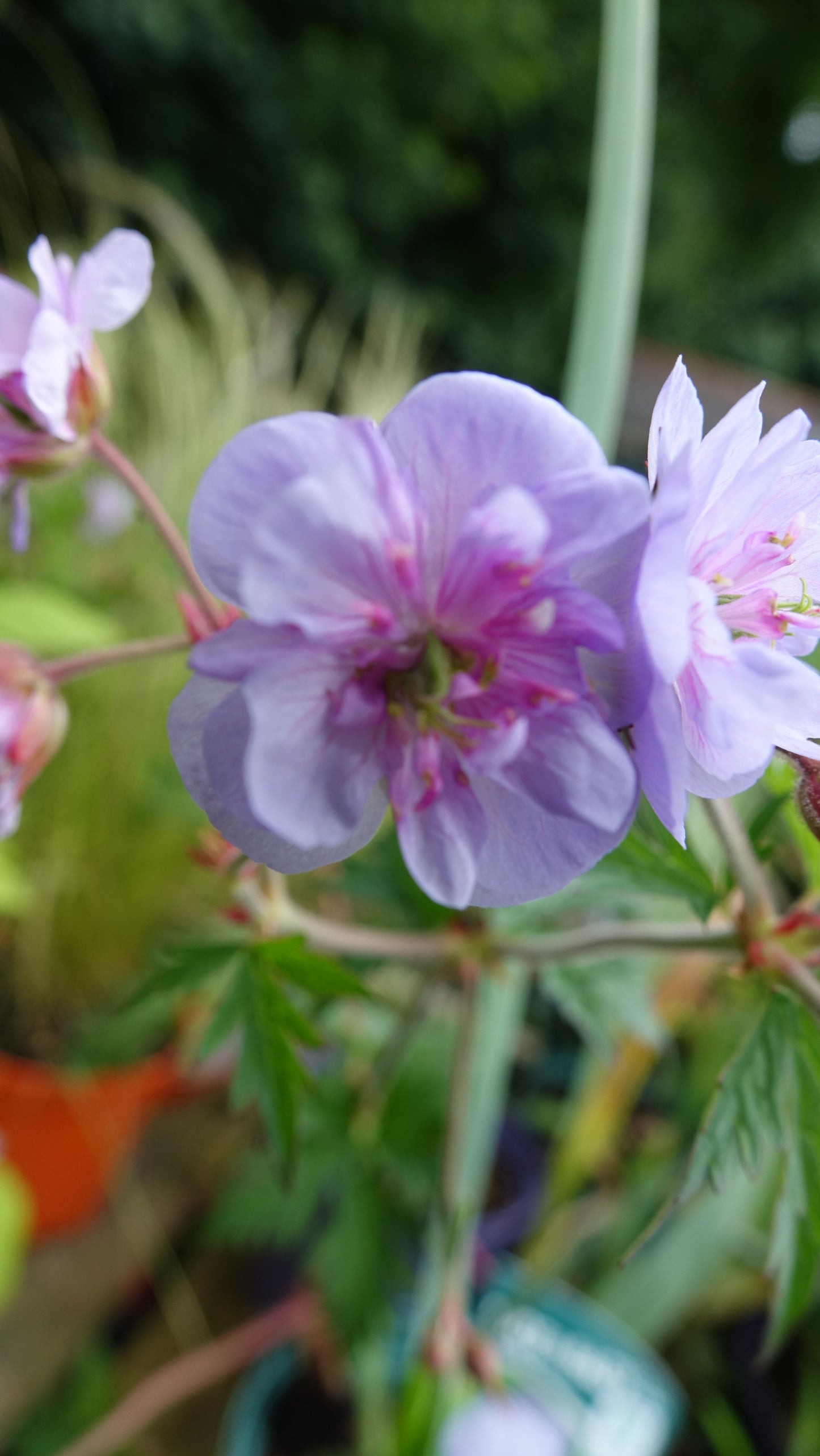 Geranium pratense 'Summer Skies'