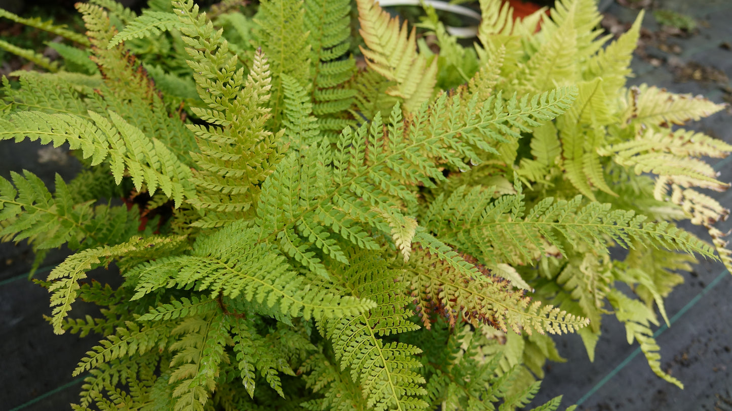 Polystichum set. 'Herrenhausen'