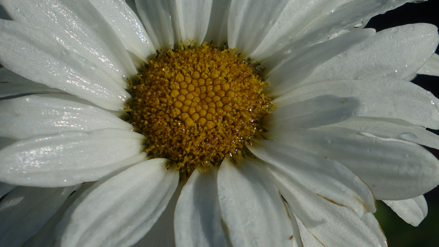 Leucanthemum 'Victorian Secret'