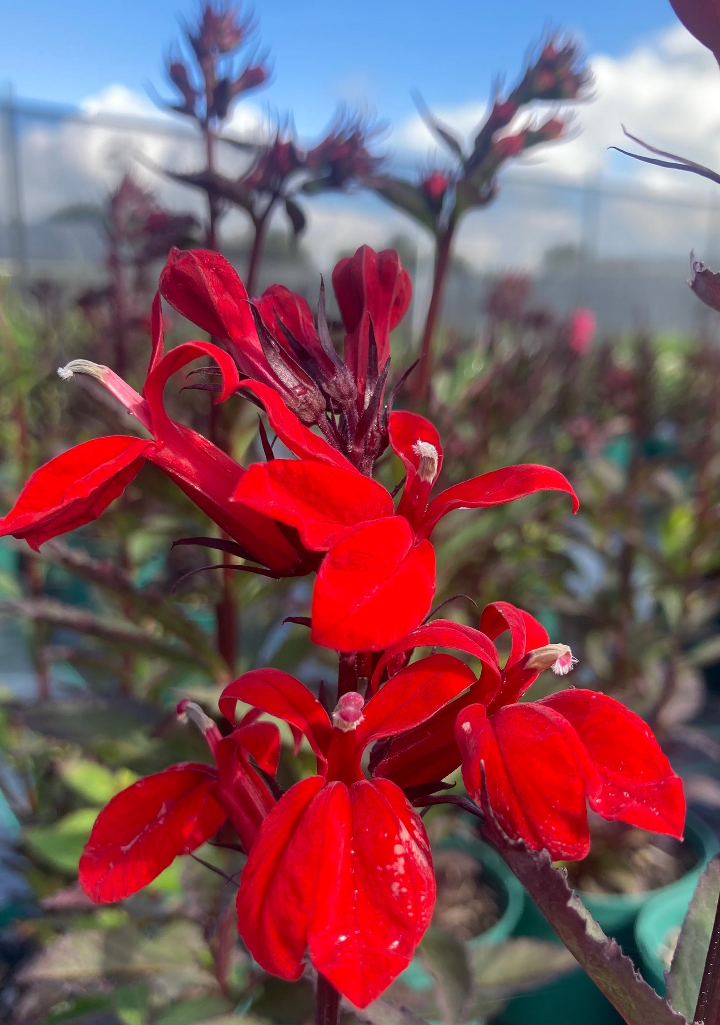 Lobelia 'Starship Scarlet' ®