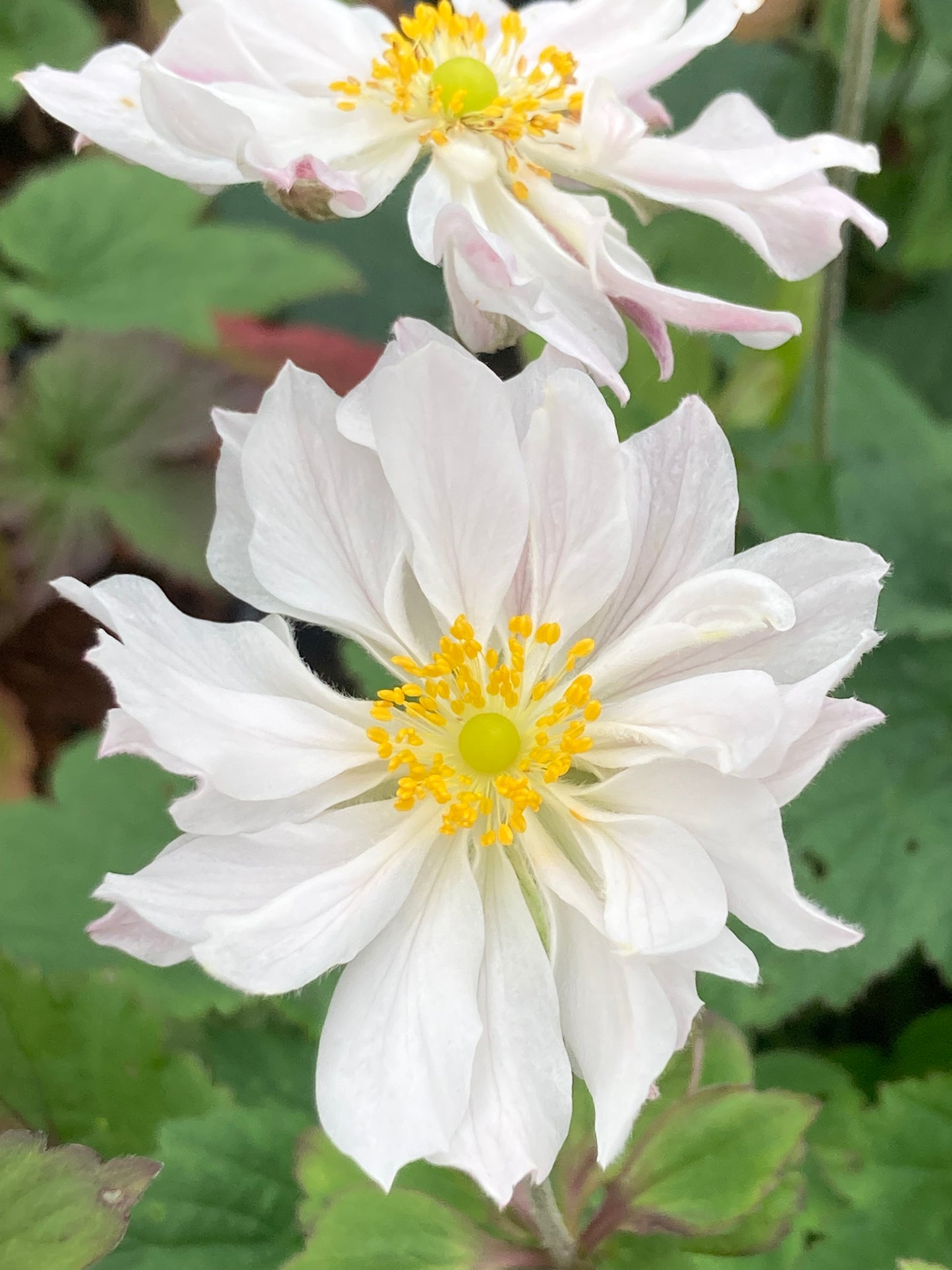 Anemone x ‘Honorine Jobert’