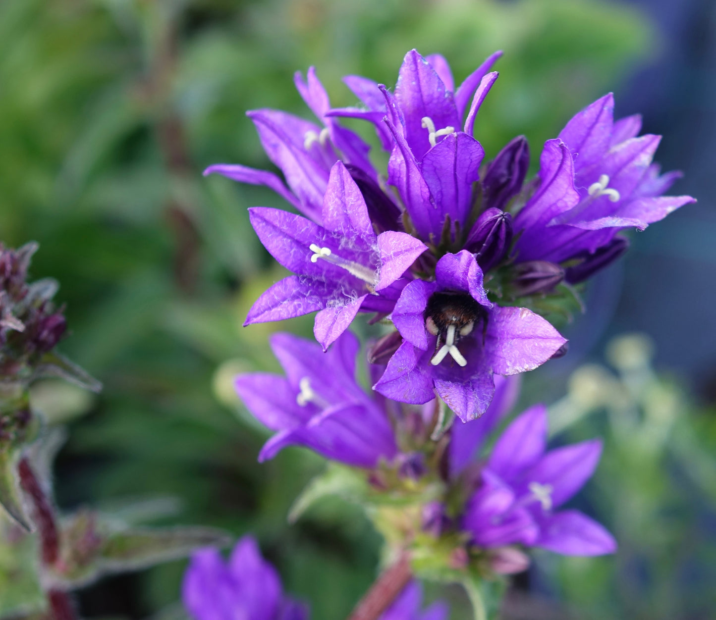 Campanula glom. 'Superba'