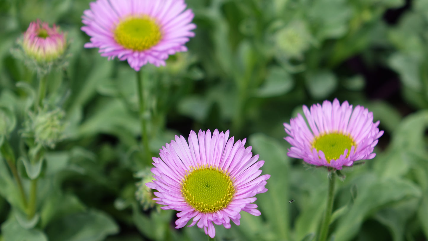 Erigeron 'Sea Breeze' ®