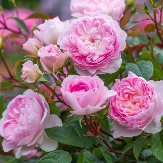 Rosa 'Silas Marner' (Ausraveloe) David Austin Rose