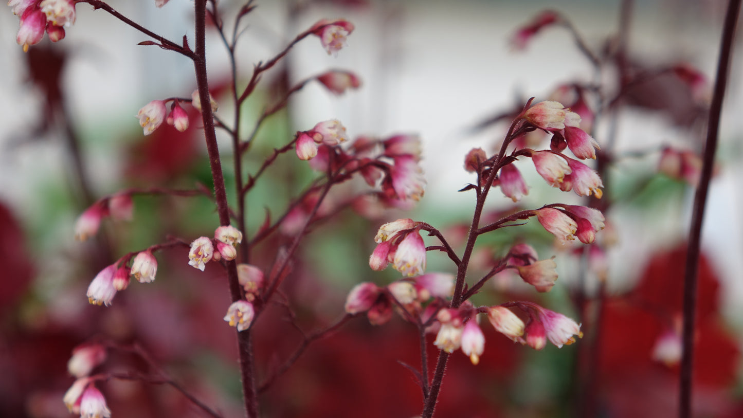 Heuchera ‘Fire Chief’