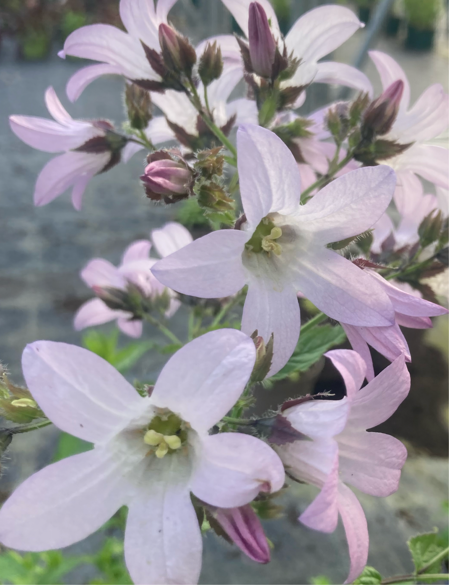 Campanula lactiflora 'Loddon Anna'