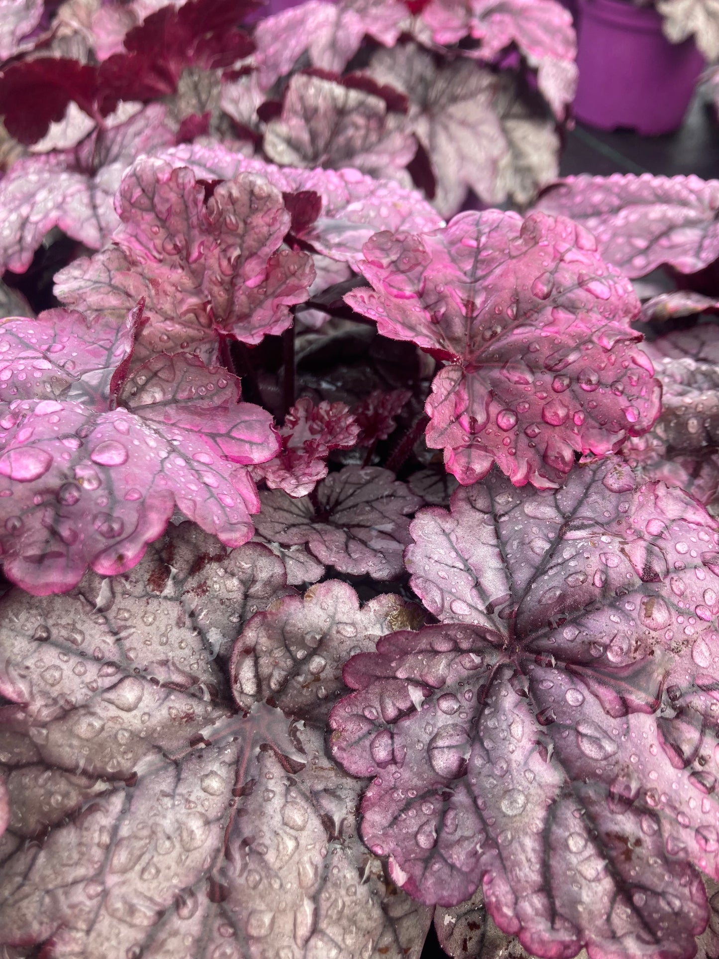 Heuchera ‘Sugar Plum’