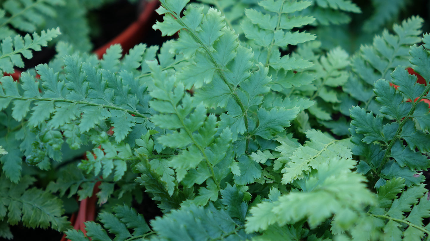 Polystichum setiferum