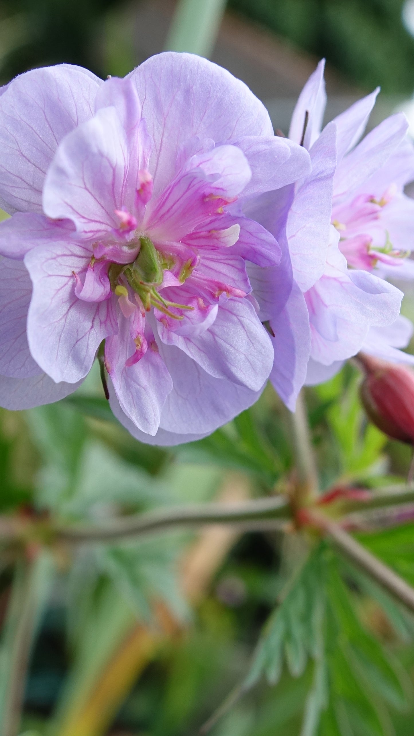 Geranium pratense 'Summer Skies'