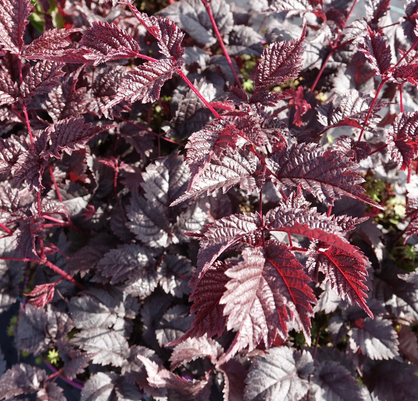 Astilbe 'Chocolate Shogun'