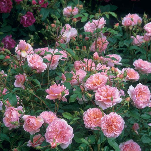 Rosa Anne Boleyn (Ausecret) English Shrub David Austin Rose