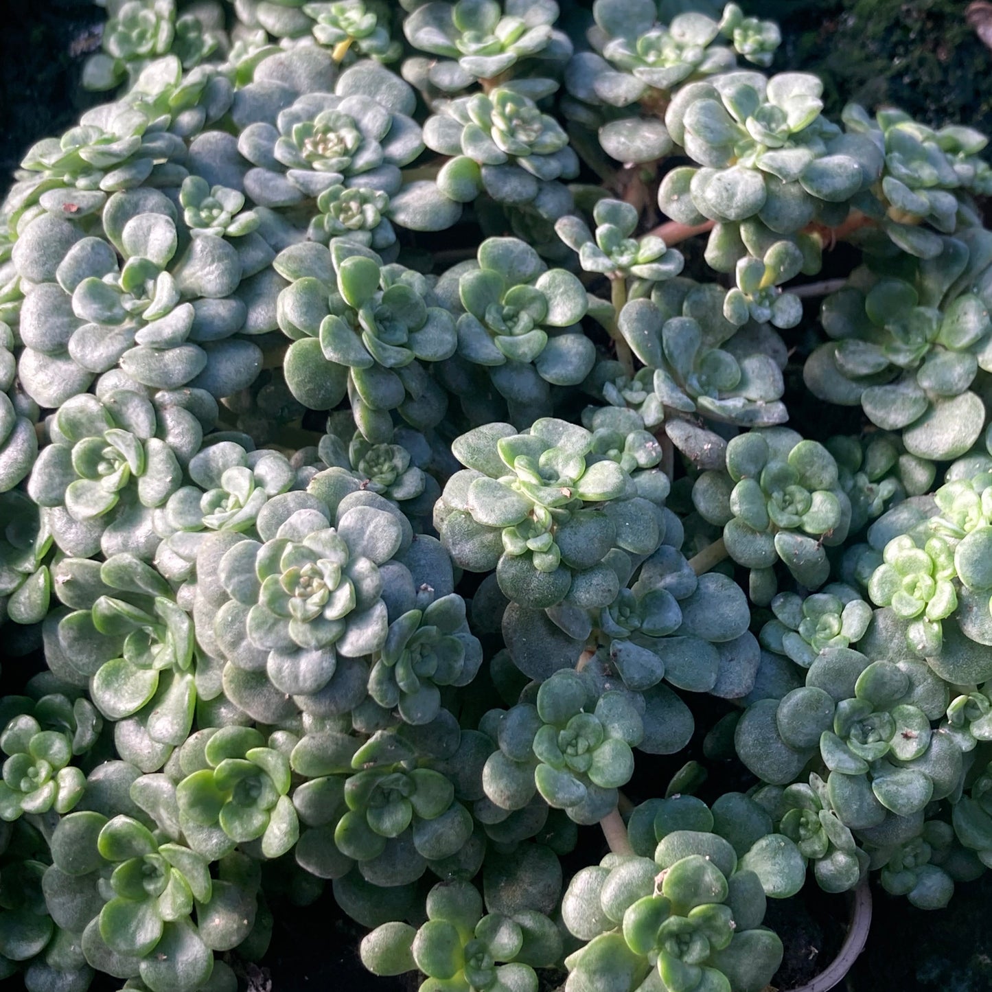 Sedum spath.
'Cape Blanco'