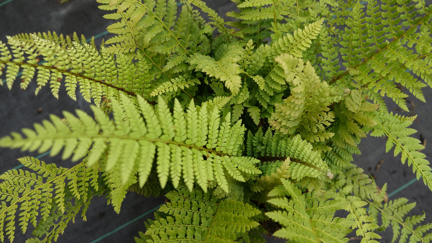 Polystichum set. 'Herrenhausen'