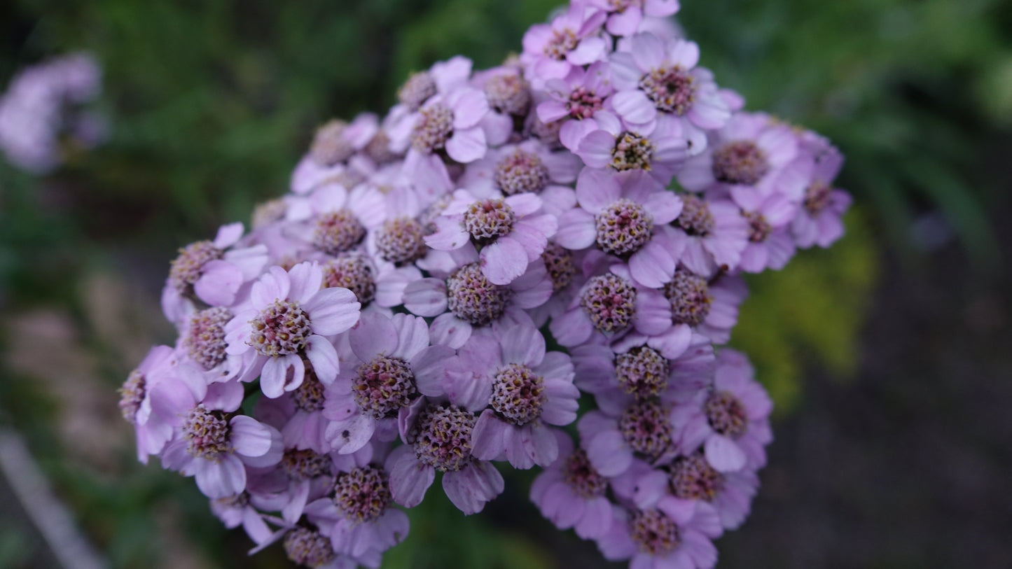 Achillea ‘Love Parade’