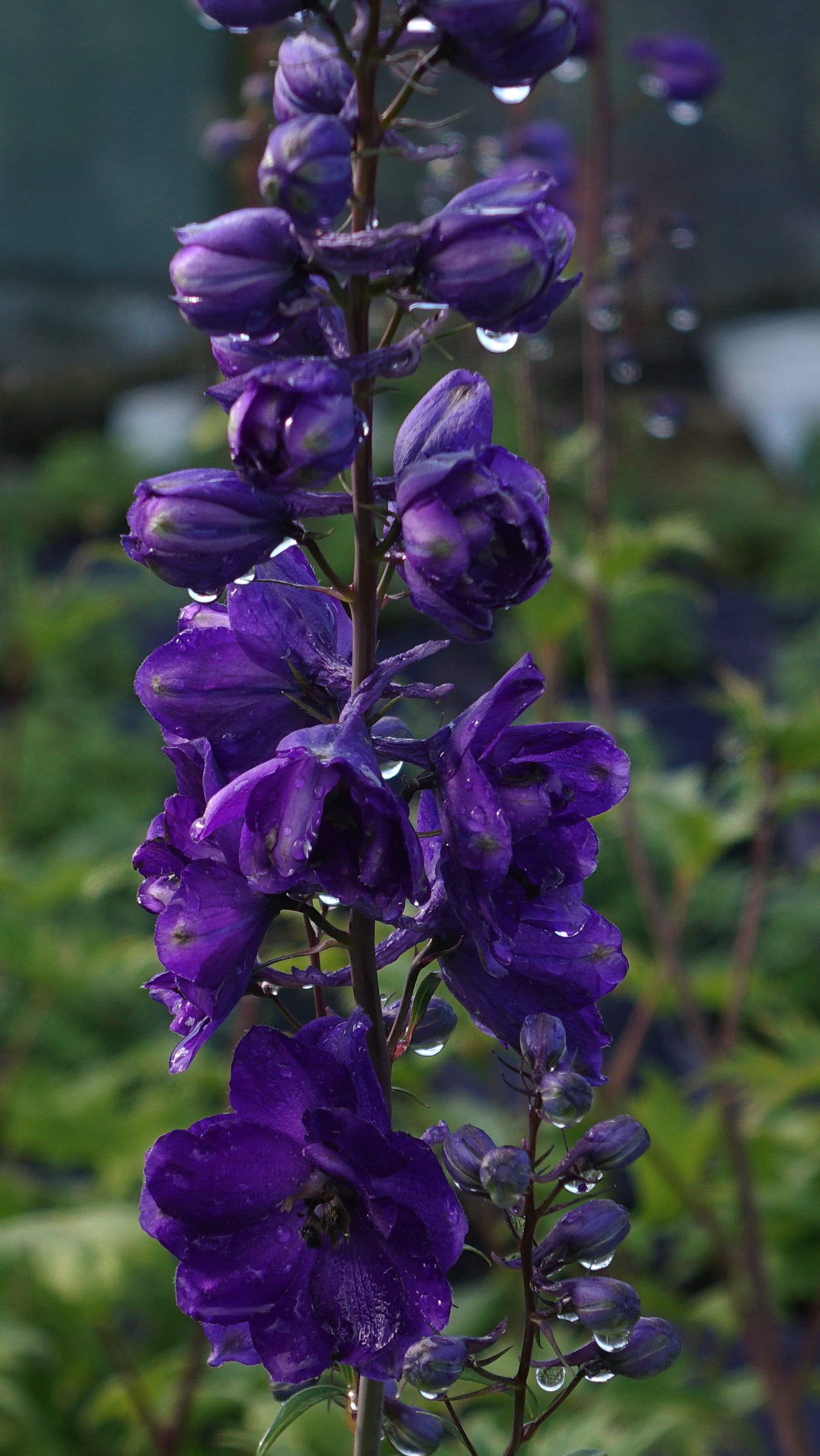 Delphinium 'Black Knight'