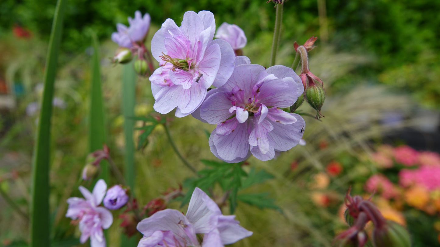 Geranium pratense 'Summer Skies'