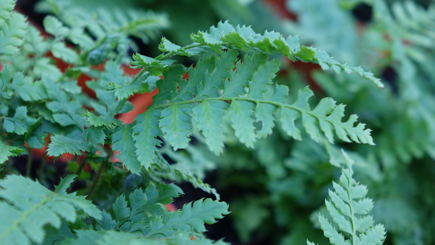 Polystichum setiferum