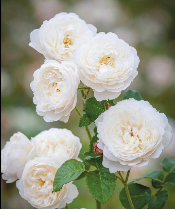 Rosa 'William and Catherine' (Ausrapper) English Shrub Rose Bred By David Austin