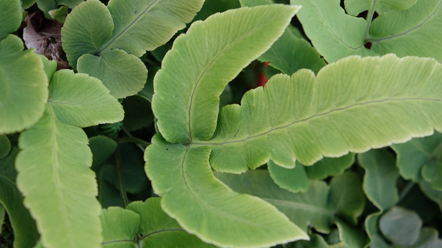 Dryopteris sieboldii