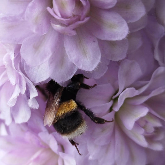 Delphinium 'Highlander Cha Cha'