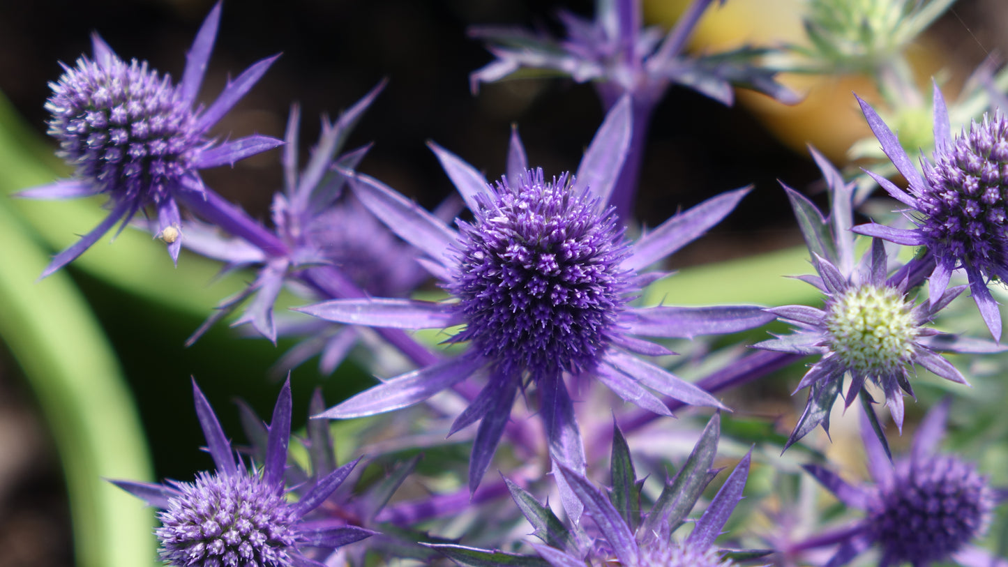 Eryngium planum 'Blue Hobbit' 2 Litre Pot