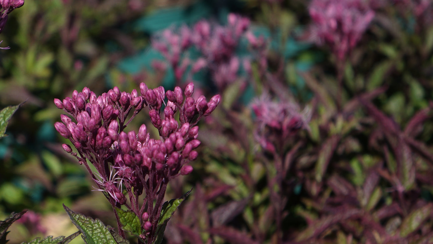 Eupatorium purp. ‘Ruby’