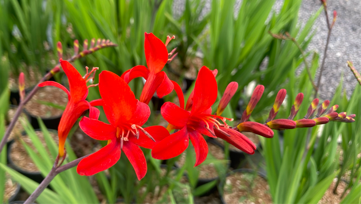 Crocosmia 'Lucifer'