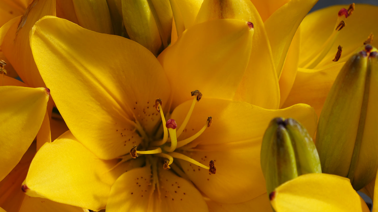 Lilium
'Yellow Pixie'