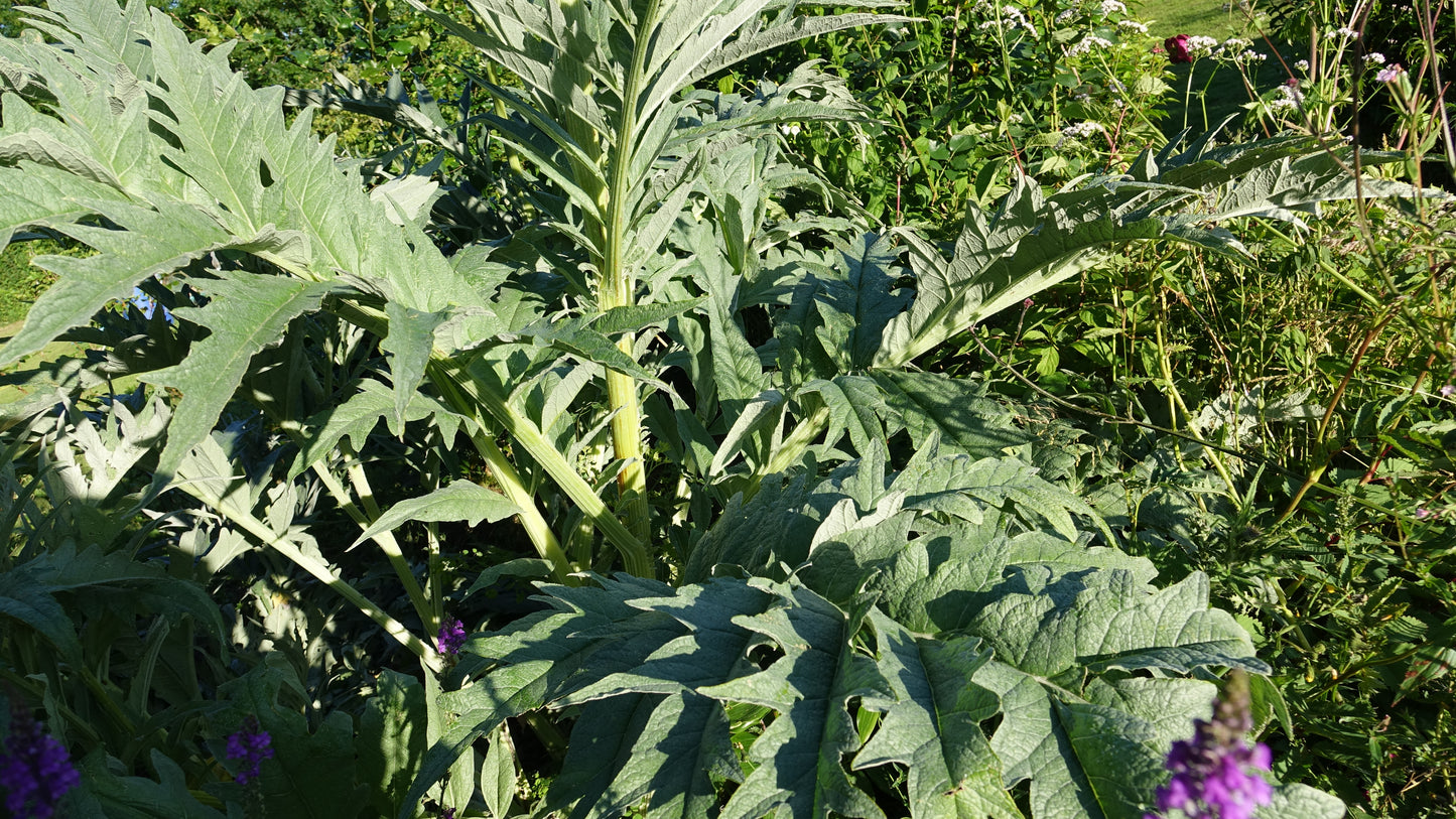 Cynara cardunculus