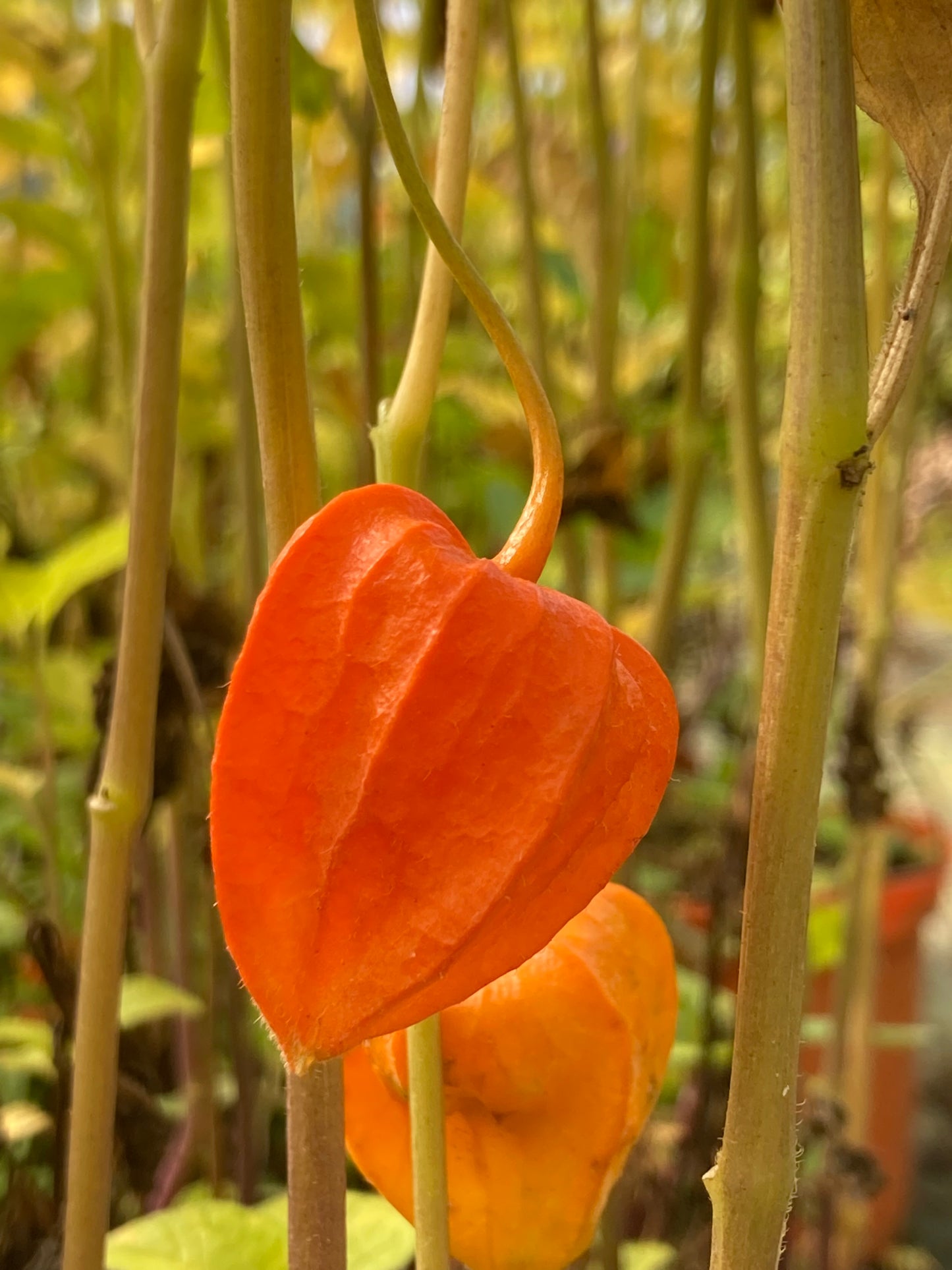 Physalis alk. var. franchetii