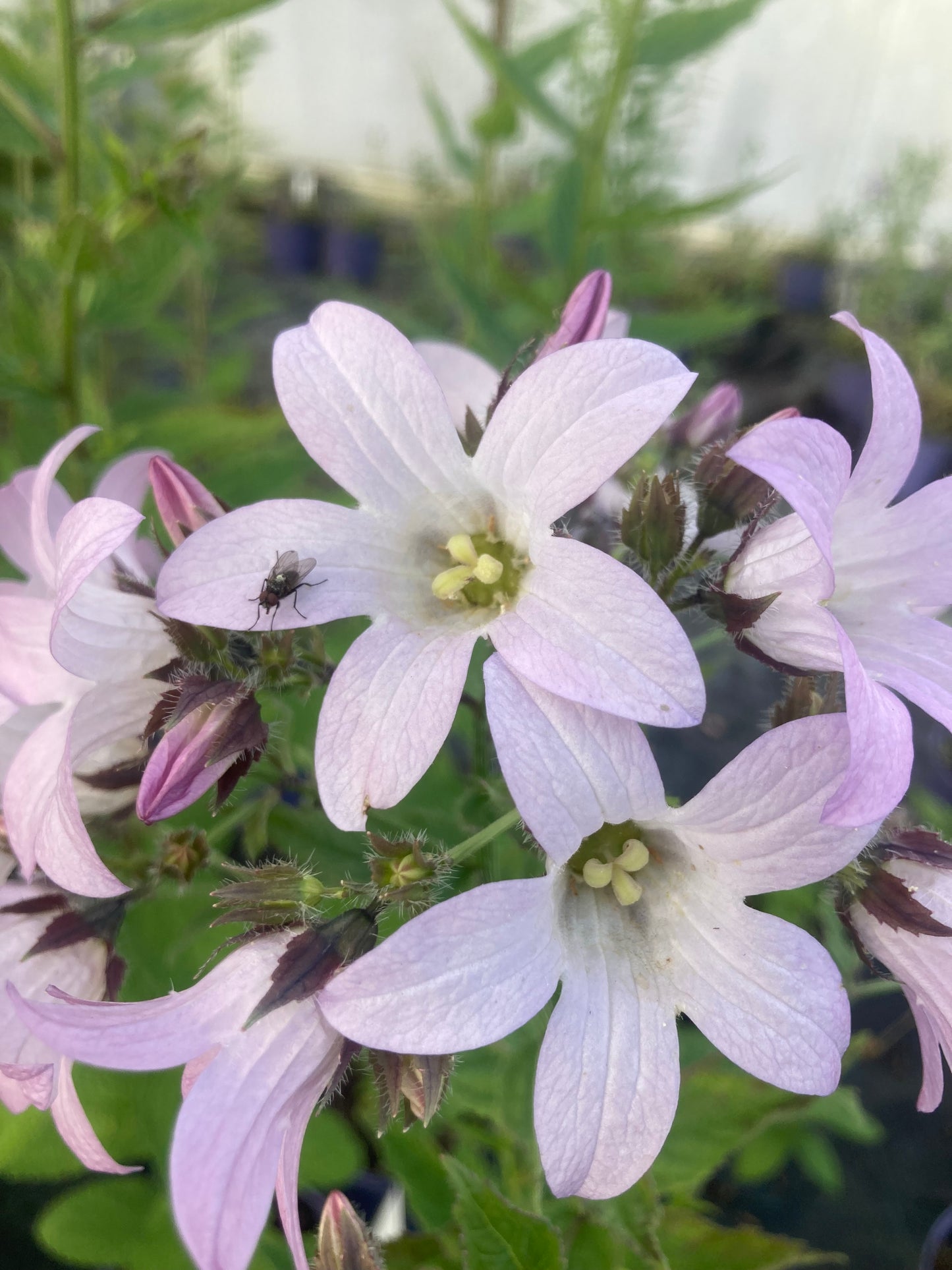 Campanula lactiflora 'Loddon Anna'