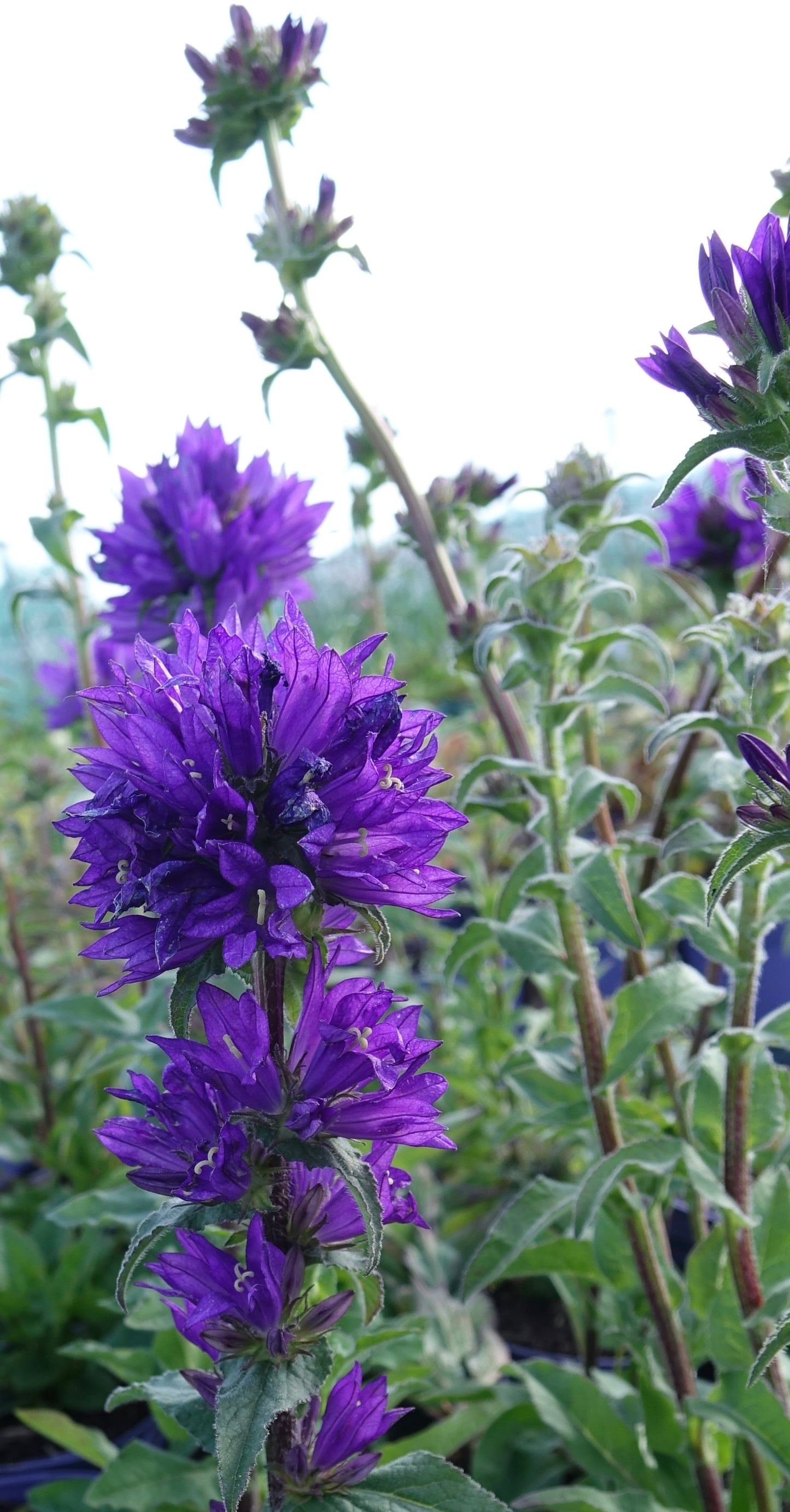 Campanula glom. 'Superba'