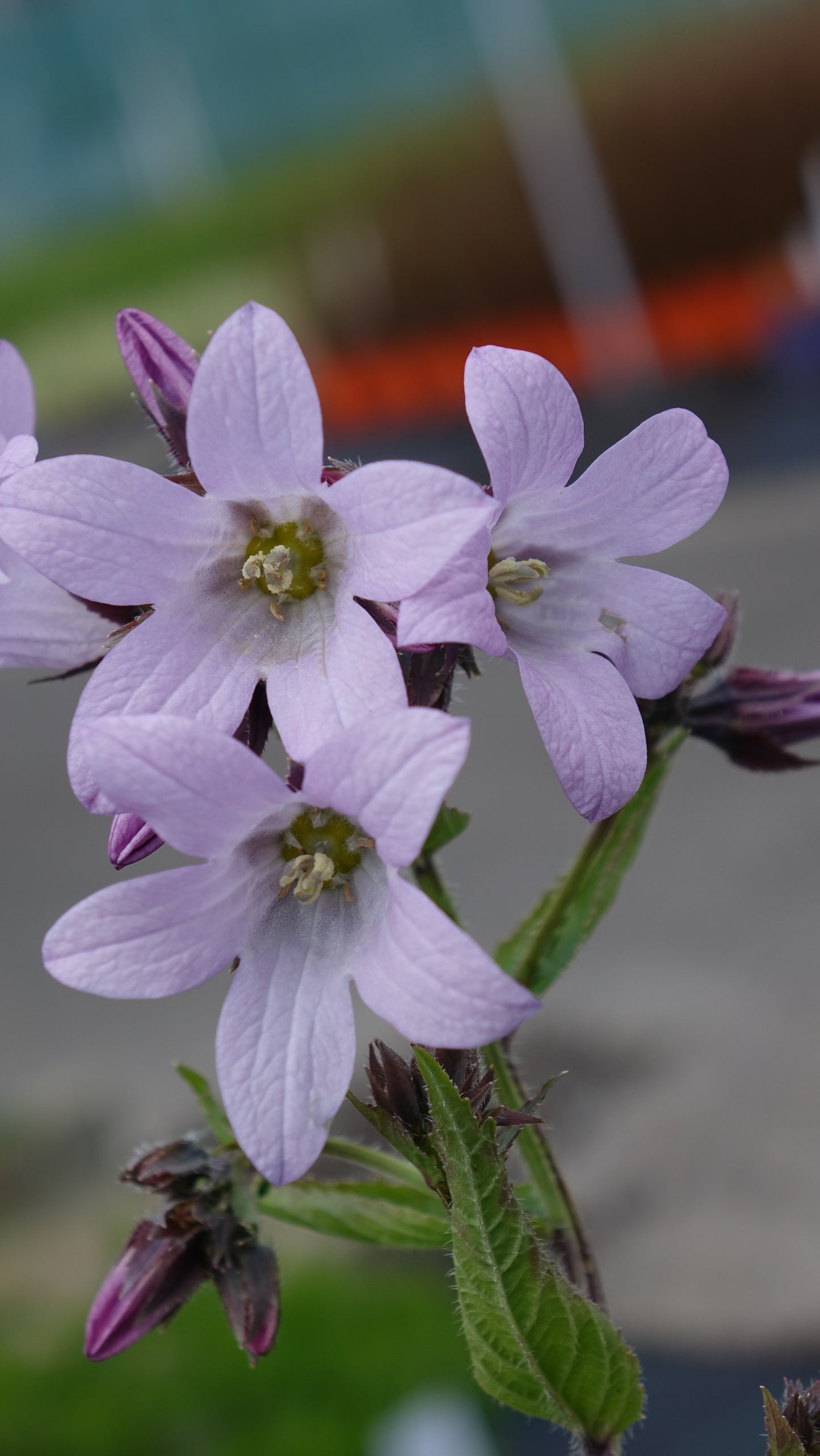 Campanula lactiflora 'Loddon Anna'