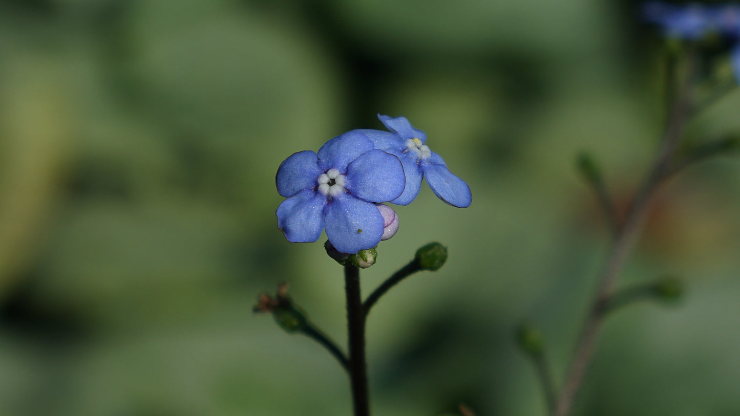 Brunnera 'Looking Glass'