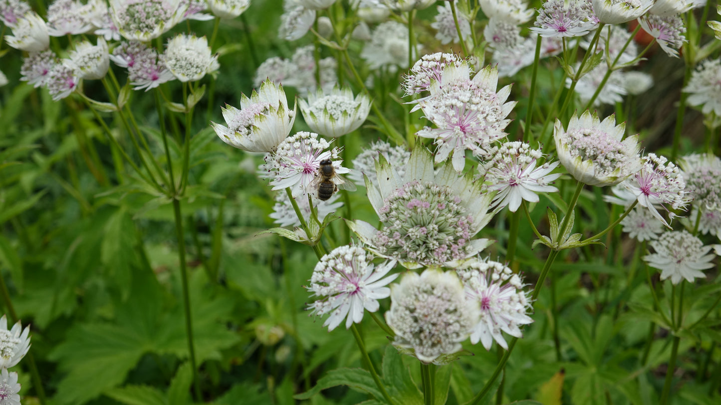 Astrantia major ‘Shaggy’