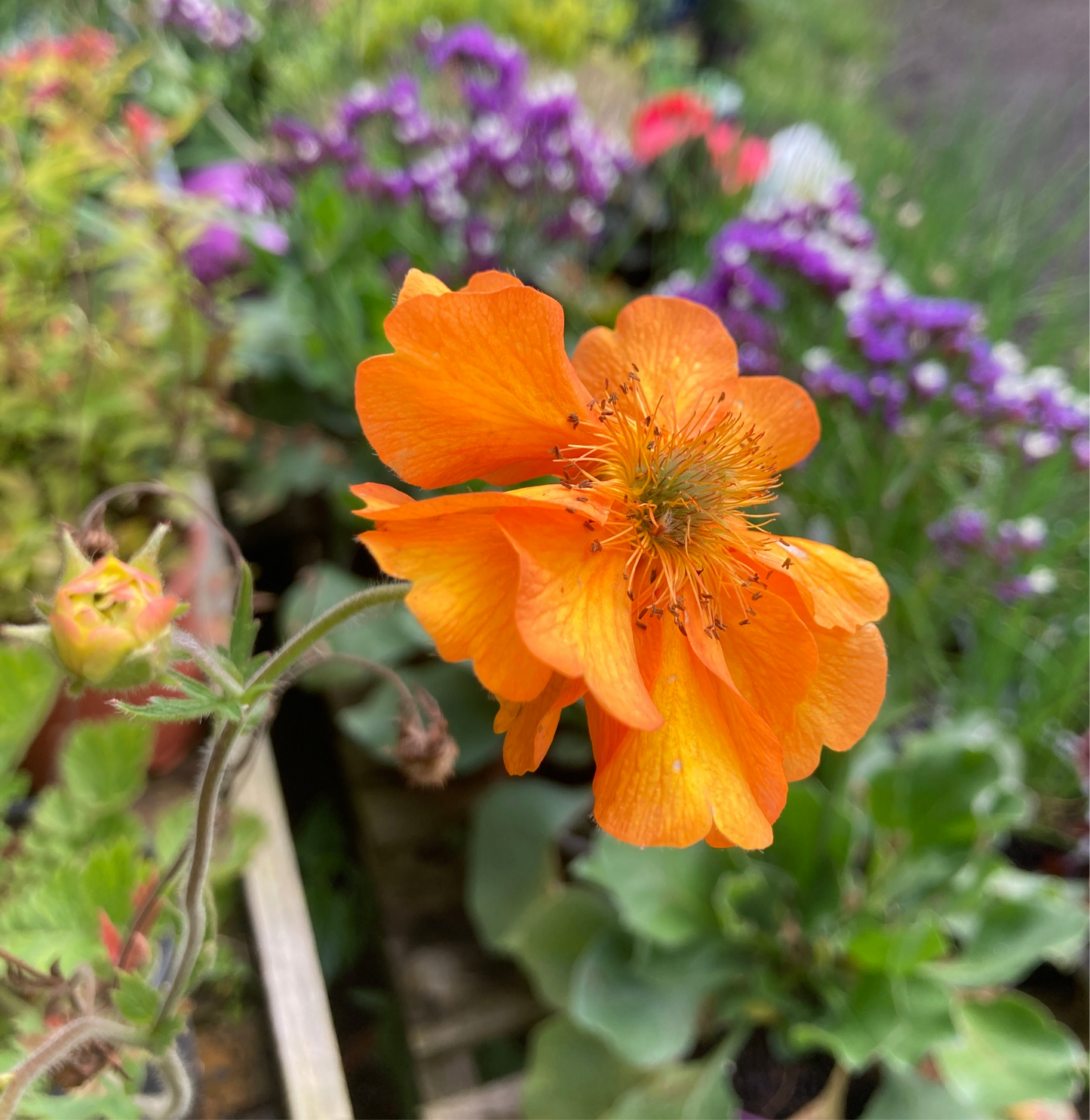 Geum ‘Fireball’