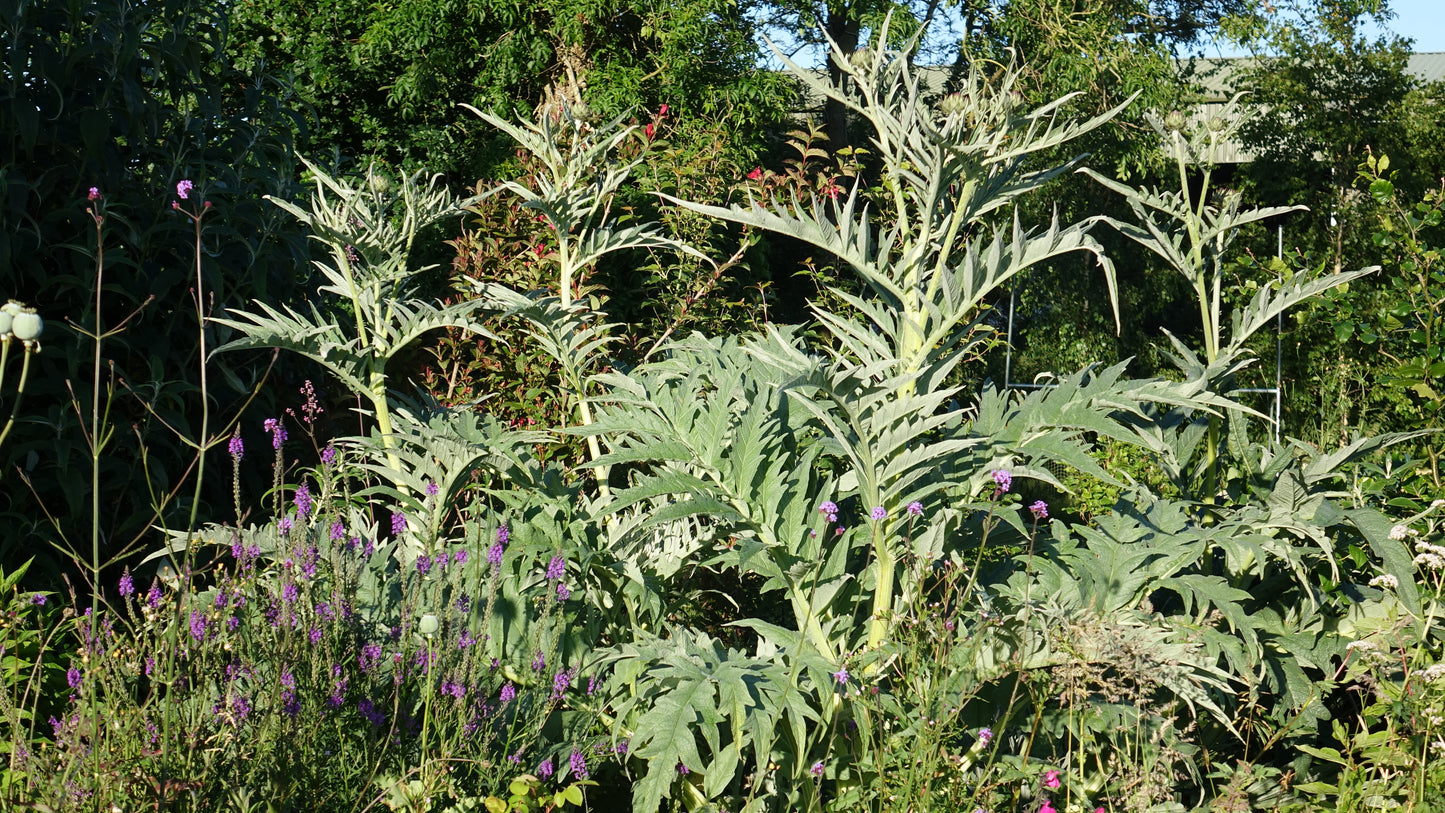 Cynara cardunculus