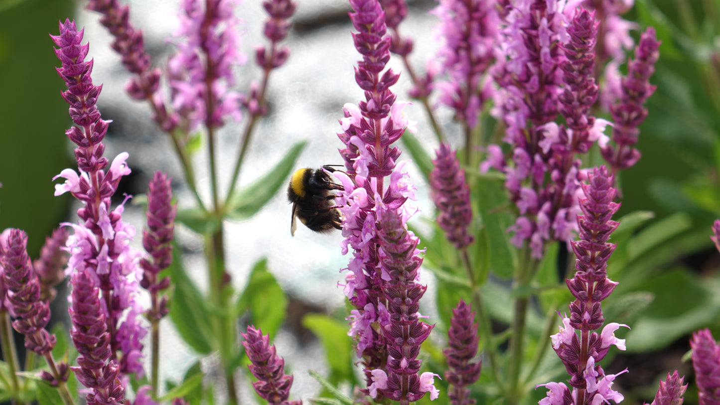 Salvia 'Sensation Pink'