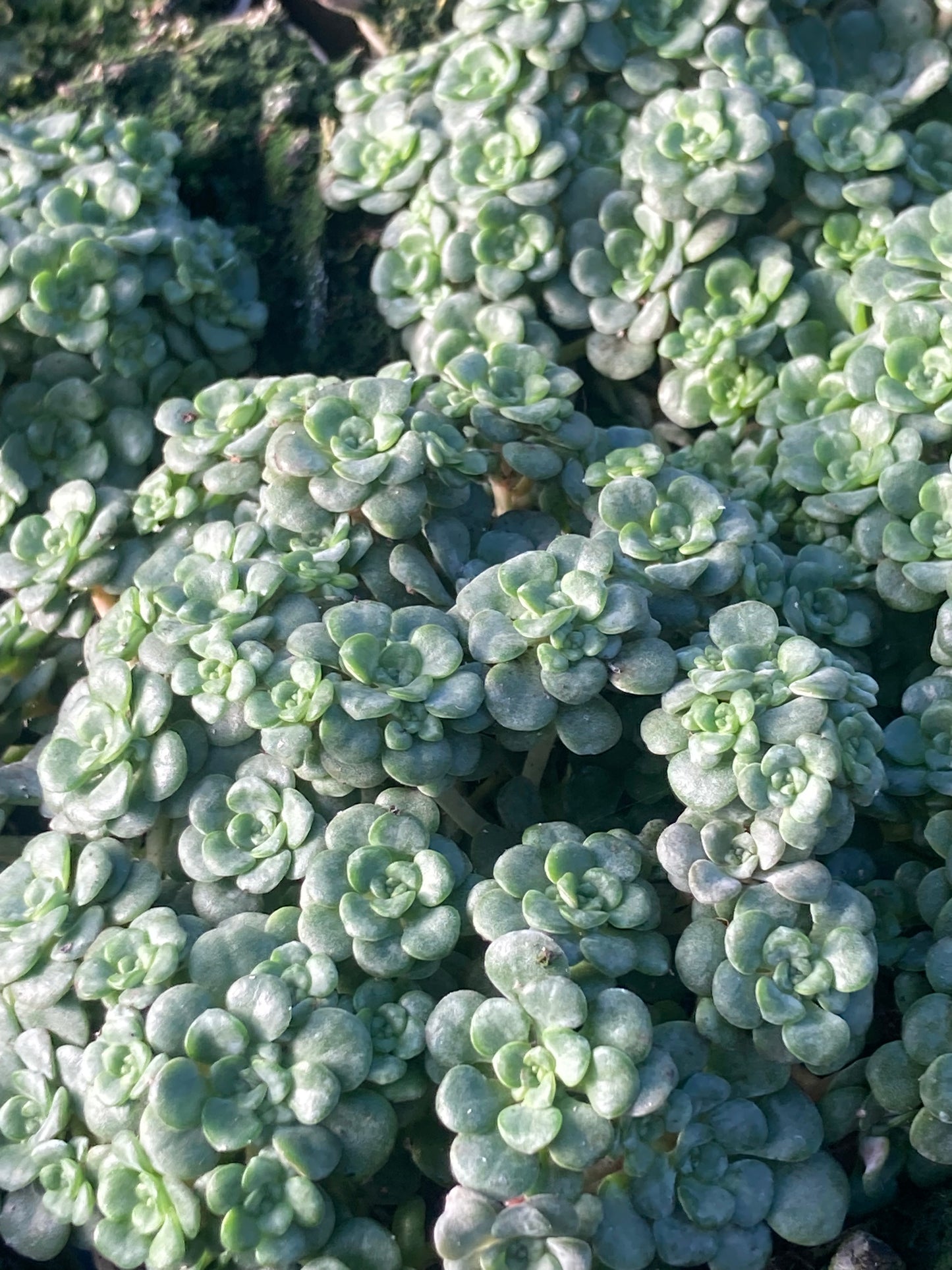 Sedum spath.
'Cape Blanco'